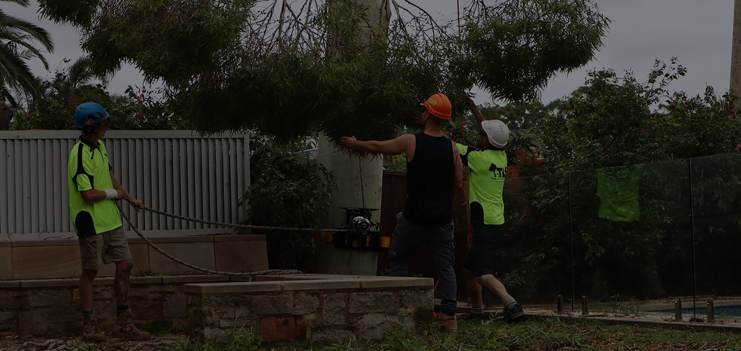 Your Go-To Tree Removal Company in Sutherland Shire